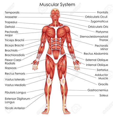 The Muscular System | Human muscular system, Muscular system, Human ...