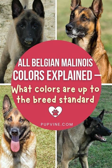 All Belgian Malinois Colors Explained – What Colors Are Up To The Breed ...