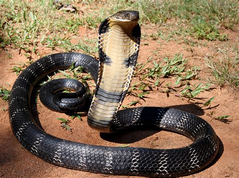 King Cobra Fact Sheet | Blog | Nature | PBS