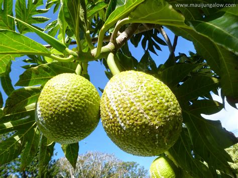 Maui Jungalow: Ulu (Hawaiian for Breadfruit, the Tree of Plenty)