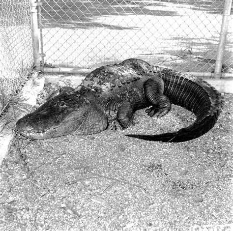 University of Florida mascot Albert, a large alligator, in pen near ...