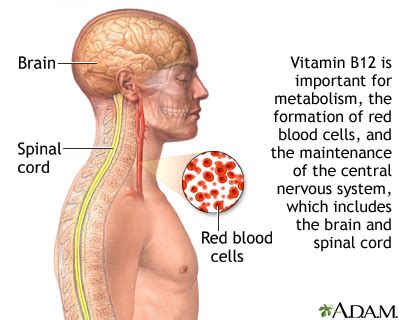 Vitamin B12 Information | Mount Sinai - New York