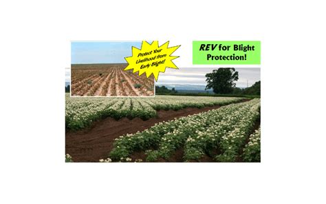 Crops clipart cash crop, Crops cash crop Transparent FREE for download on WebStockReview 2024