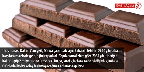 Gerçekten Panik Yapma Zamanı Geldi: Dünya'nın Çikolata Kaynakları Tükeniyor! - Evrim Ağacı