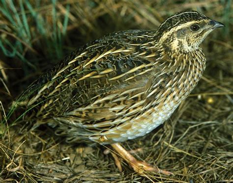 Female Common Quail | Hatching eggs, Quail, Birds