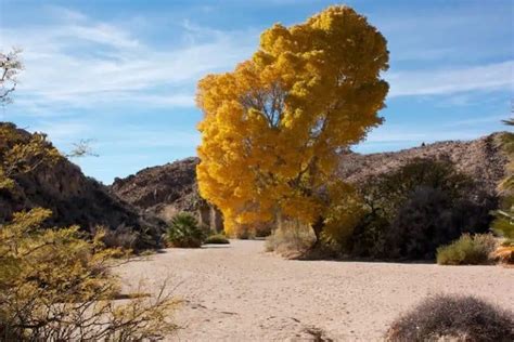 10 Native California Trees to Grow in Southern & Northern CA