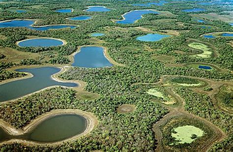 Pantanal, Brazil is the world's largest wetland, full of biodiversity!