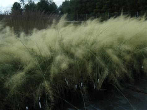 Muhlenbergii capillaris 'White Cloud' White Muhly Grass - Mail Order Natives