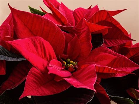 Amazing Poinsettia Flower Meaning and Symbolism You Should Know | Florgeous