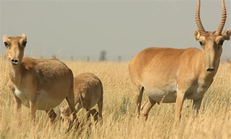 The Saiga Antelope - SNSH