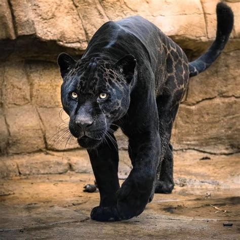 🔥 Melanistic jaguar : r/NatureIsFuckingLit