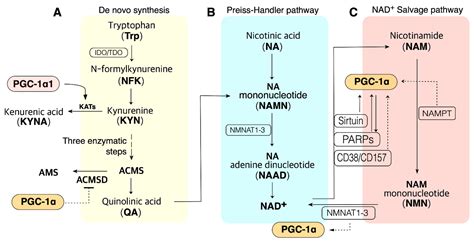 IJMS | Free Full-Text | Role of PGC-1α in the Mitochondrial NAD+ Pool in Metabolic Diseases