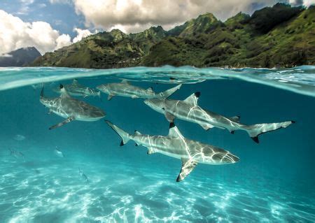 Revival Photo by Danny Sepkowski - 2016 National Geographic Nature Photographer of the Year ...