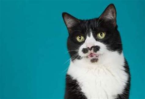 Pa. cat’s unique ‘goatee’ helps it find fame in pet food ads and cat ...