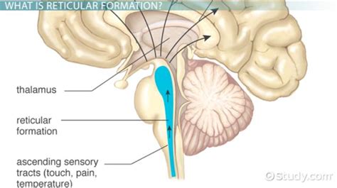 Reticular Formation | Function & Location - Lesson | Study.com