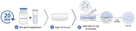 VitroGel® Angiogenesis Assay Kit | TheWell Bioscience