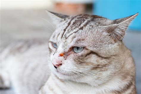 How To Clean Cat Eye Boogers (Cat Eye Discharge): 5 Vet-Reviewed Steps ...