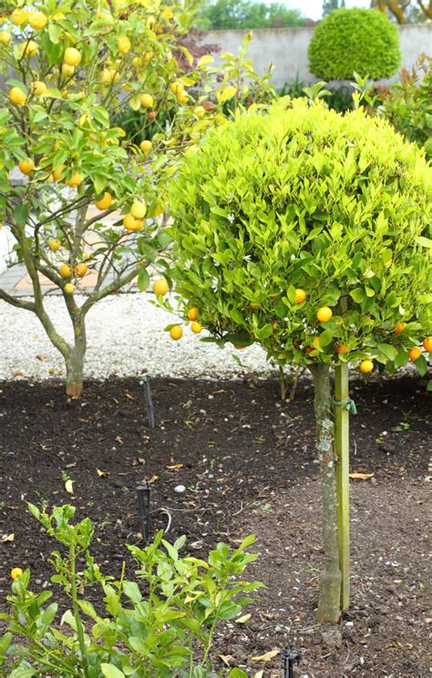 How to prune a lemon tree 🍋 ️ Key techniques for a healthy harvest