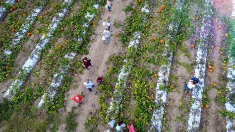 The Pumpkin Patch – Pumpkin Patch Farms