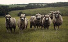 How to Start Sheep Farming in 8 Steps- NextWhatBusiness