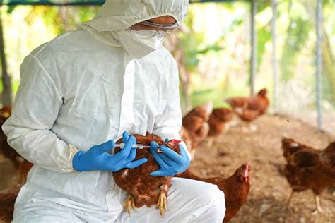 U.S. considers vaccinating chickens as bird flu kills millions - Prensa ...