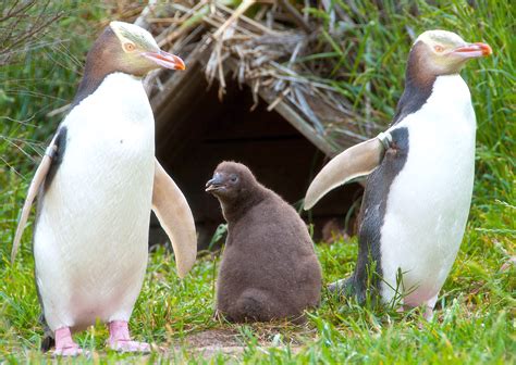 Il pinguino occhigialli è a rischio estinzione - La Rivista della Natura