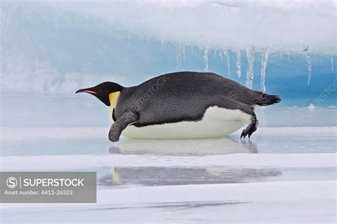 Emperor Penguin Sliding