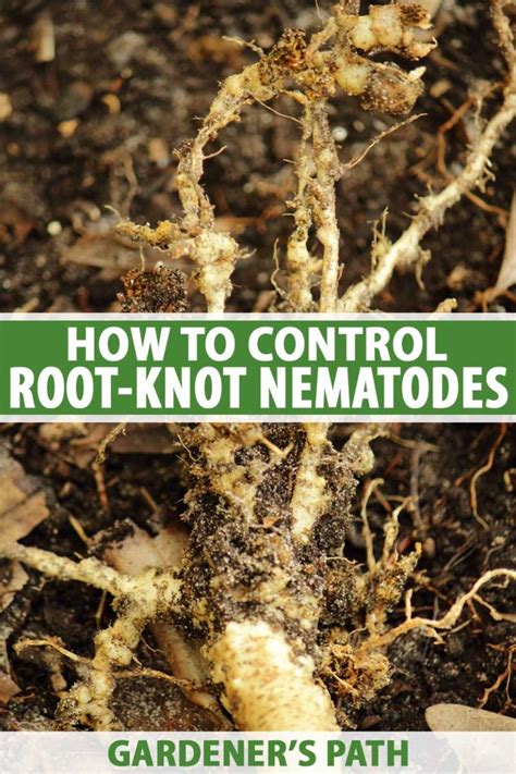 How to Control Root Knot Nematodes in Your Garden | Gardener's Path