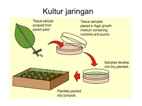 Kultur Jaringan