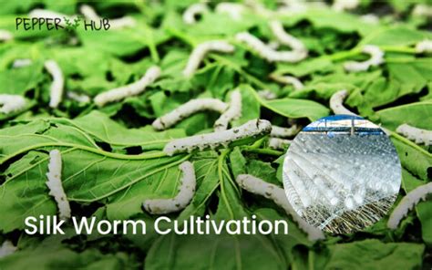 The Fascinating World of Silk Worm Cultivation | PepperHub