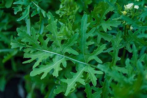 9 of the Best Arugula Varieties | Gardener’s Path