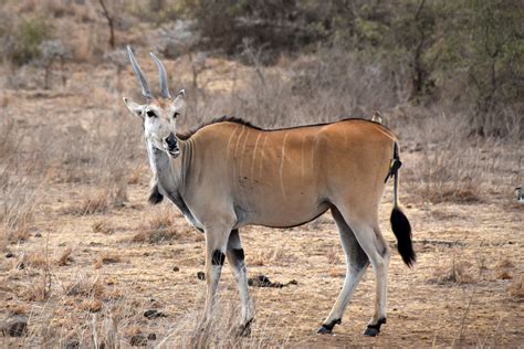 Photos: dry season at Nairobi National Park – Beneath the Baobab