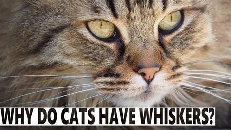 Why Do Cats Have Whiskers? - BlindBengal