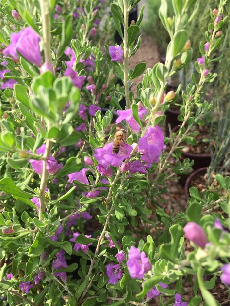 texas sage heavenly cloud bloom with bee - Backbone Valley Nursery