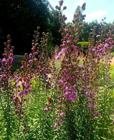 NORTHERN BLAZING STAR Liatris Scariosa Hardy Perennial Tall - Etsy