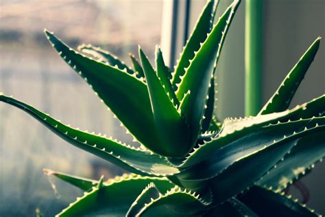 How Much Sun Do Succulents Need? - Indoor Plants