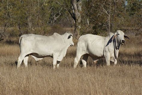 White Brahman Bulls stock photo. Image of bred, northern - 138951062