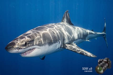 Sony a9 Underwater Camera Review—Shooting Great White Sharks ...