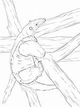 Anteater Coloring Pages  Printable & Free For Kids sketch template