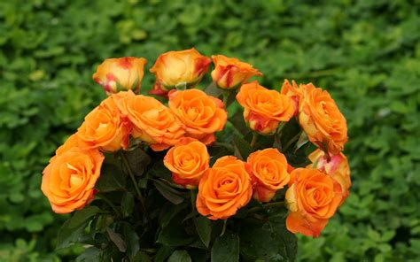 Stunning Orange Roses wallpaper | 1920x1200 | #23587