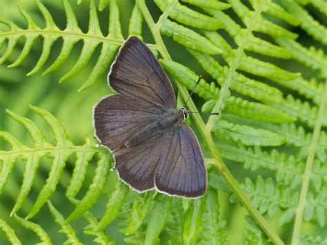 Purple Emperor | Butterfly Conservation