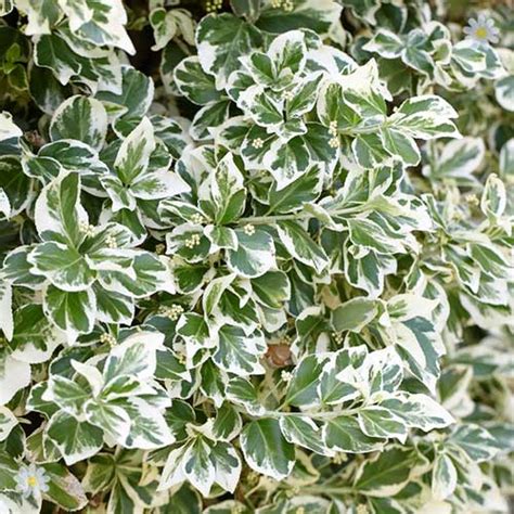 Winter Interest Evergreen Shrub Collection - 6 plants