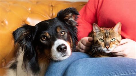 Stop Dogs Chasing Cats - Our Top Tips to Help | Purina