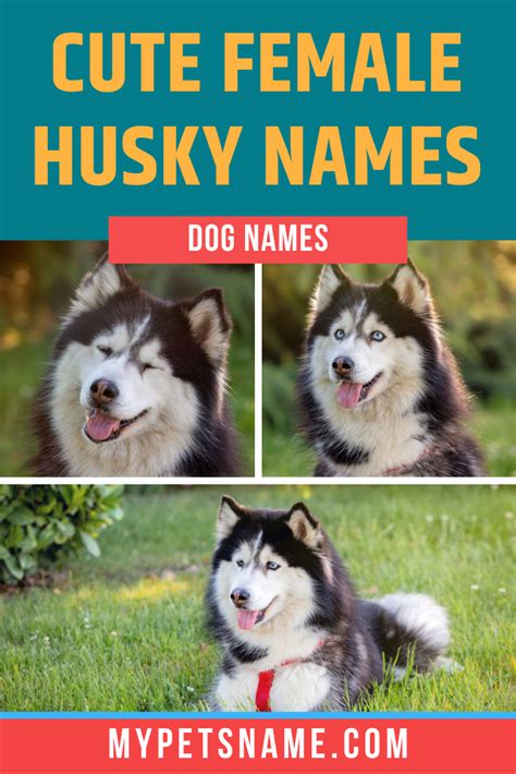 Cute Female Husky Names | Husky names, Cute pet names, Dog names