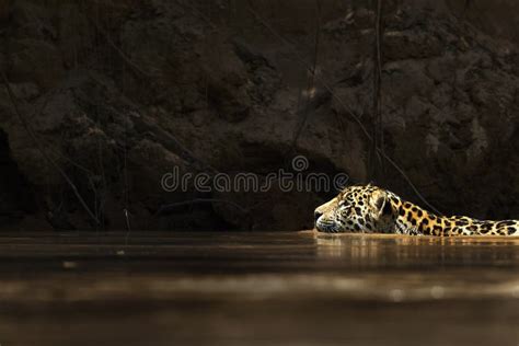 Wild jaguar swimming stock photo. Image of species, swim - 34691204