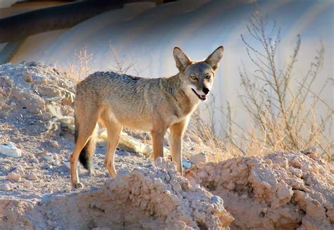 Bobcat vs Coyote Fight comparison- who will win?