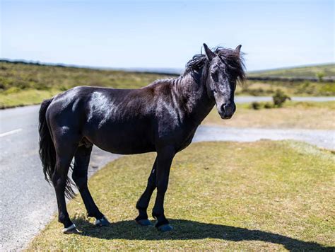 Dartmoor Pony - Beach Cams Man