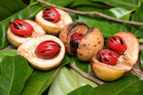 Manfaat Buah Pala dari Aspek Kesihatan - Hello Doktor