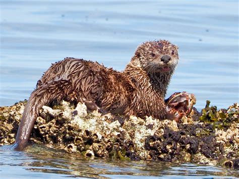 River Otter | Rainshadow Journal