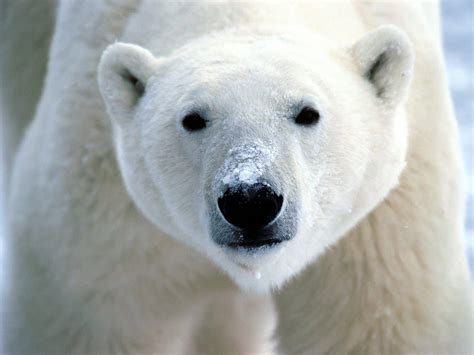 White Bear | Wild Life Animal